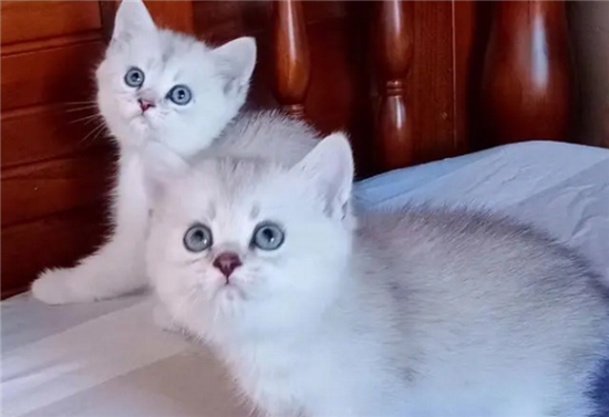 银渐层猫对主人忠诚吗