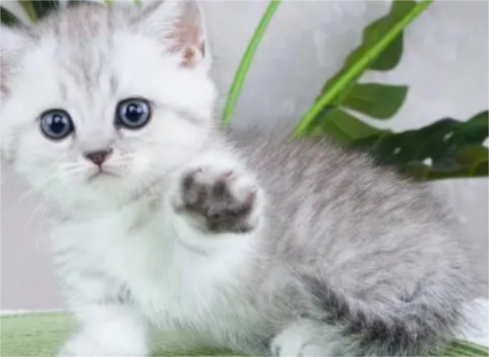银渐层猫是什么价格