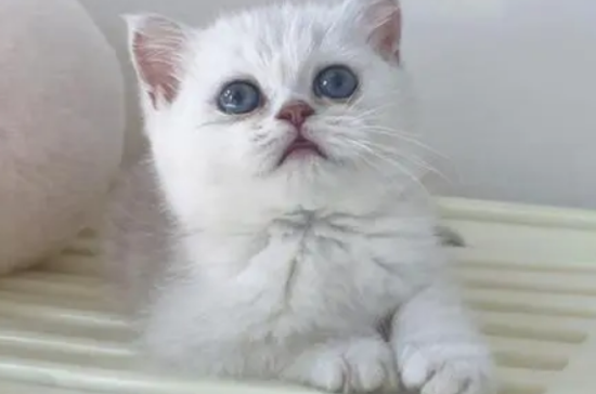 银渐层猫的优缺点