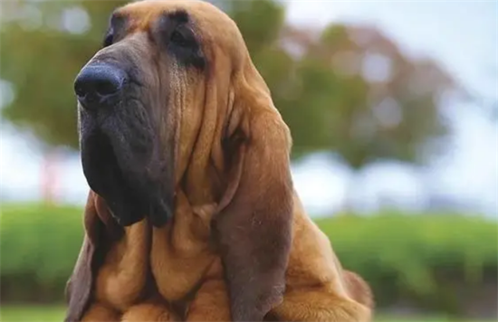 寻血猎犬趴下、卧倒的训练方法