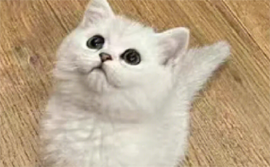 银渐层是不是掉毛最严重的猫