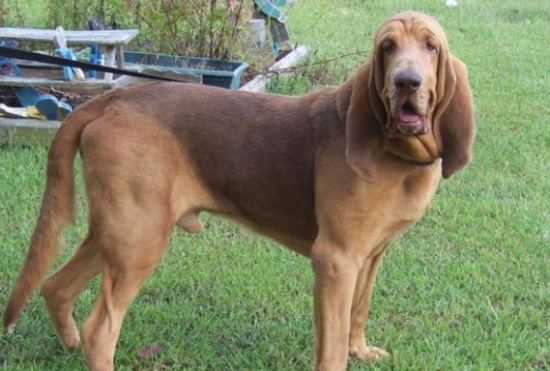 寻血猎犬拉稀怎么办？怎么治好它的问题？