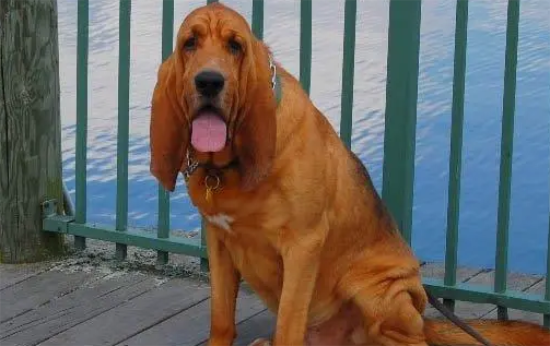 寻血猎犬掉毛吗？
