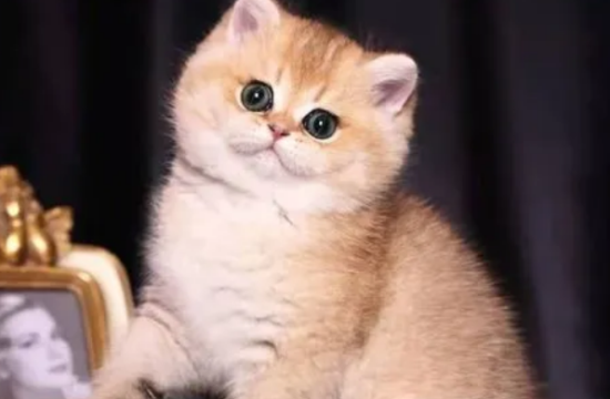 金渐层猫和大橘猫的区别