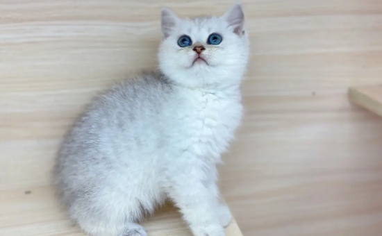 饲养银渐层猫的禁忌有哪些呢？