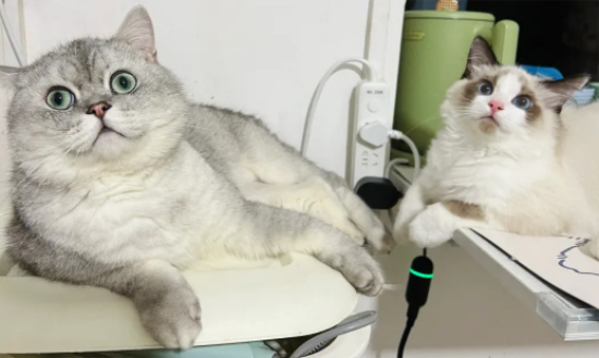 布偶猫能和银渐层配种吗