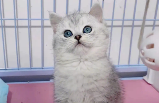 银渐层猫多少钱一只？想养的来看看吧