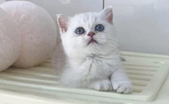 银渐层猫粘人嘛？想养的来看看吧