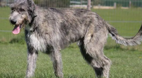 爱尔兰猎狼犬耳朵怎么清洁？主人该怎么做？