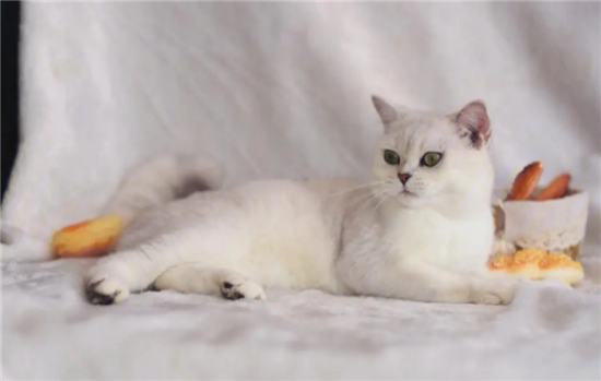 银渐层猫毛色发黄是为什么？你知道吗？