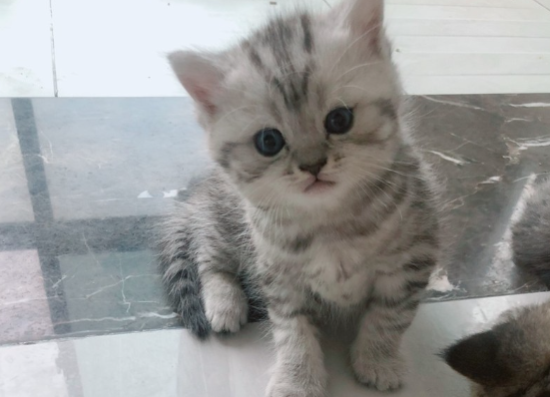 渐层鱼骨纹猫咪多少钱一只？好养吗？