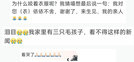 “猫咪撑到主人回家咬着衣角离世”冲上热搜