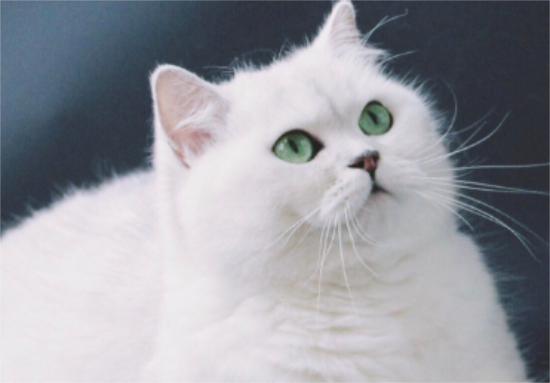 养猫须知，银渐层可以和什么猫配？