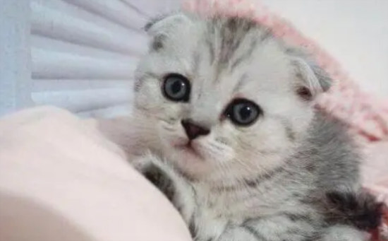 银渐层折耳猫为什么不能养？来这里get下吧