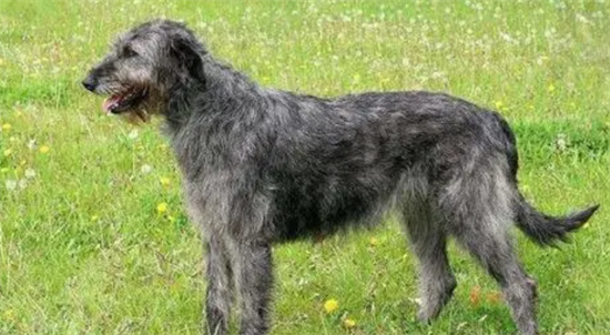 不清楚爱尔兰猎狼犬坏习惯怎么纠正？来这瞧一瞧！