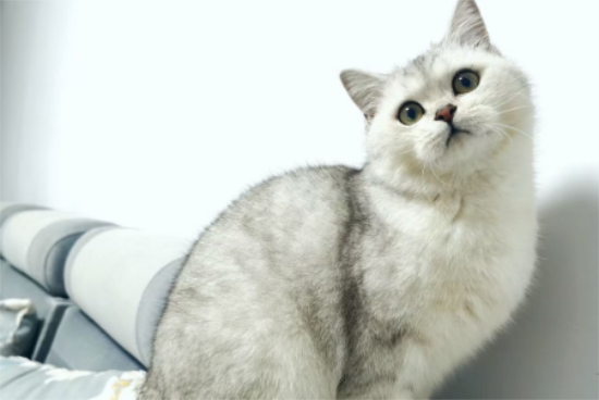 银渐层和布偶猫哪个档次高