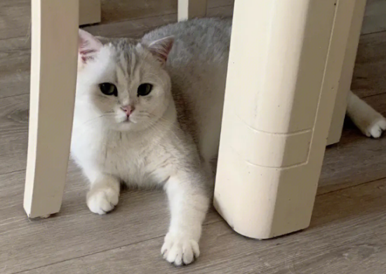 银渐层冬天怕冷吗？不妨来看看吧