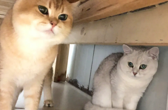 猫咪小知识：金渐层配银渐层出什么猫？