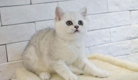 银渐层猫毛色发黄是为什么？你知道吗？
