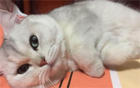 银渐层猫挑食怎么办？宠主来看看吧
