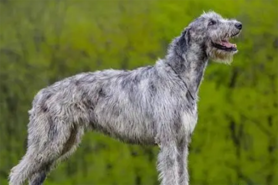 爱尔兰猎狼犬的性格：聪明稳重让人放心