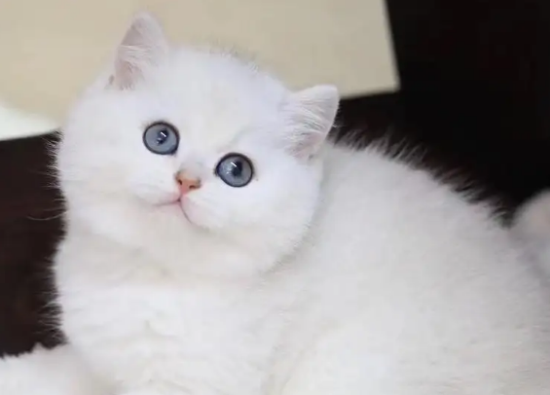 银渐层公猫几个月开始发情？铲屎官来看看吧