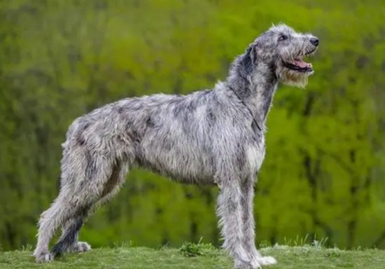 爱尔兰猎狼犬怎么养 它是不错的护卫犬