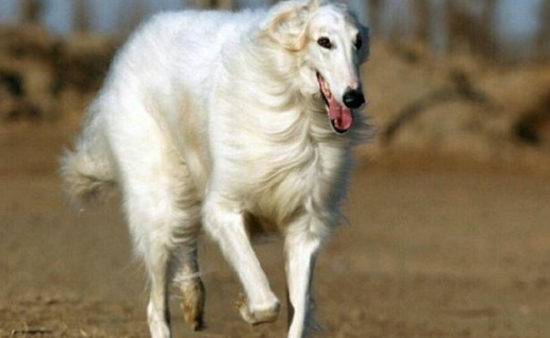 猎狼犬的智商排名