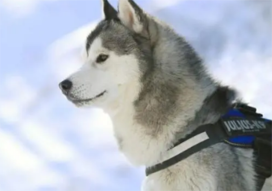 笑出腹肌！那些年被开除的服务犬们