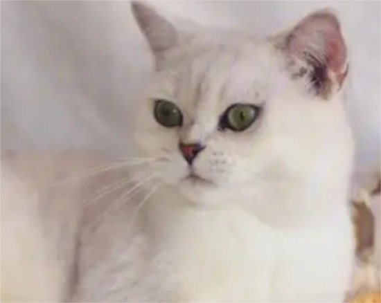 银渐层有泪痕怎么办？猫友可以瞧瞧~