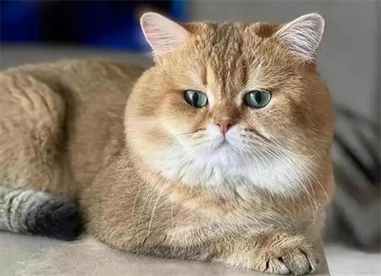 金渐层猫图片