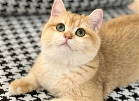 金渐层容易得猫癣