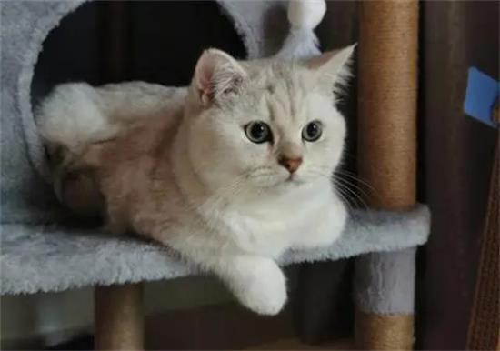 英短银渐层猫图片