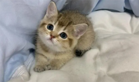 黑金渐层猫是什么品种