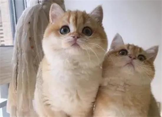 金渐层和布偶猫串串图