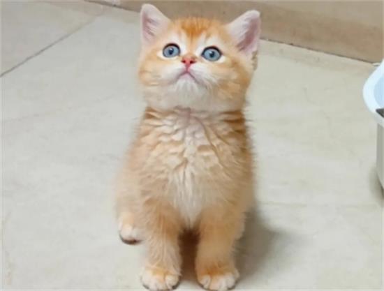 深色金渐层猫图片
