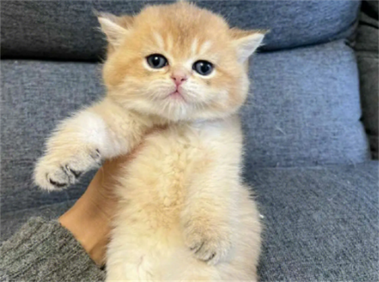 金渐层猫怎么养