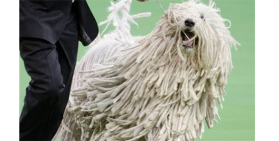 可蒙犬不爱洗澡怎么办？可能是你的方法不对哦~