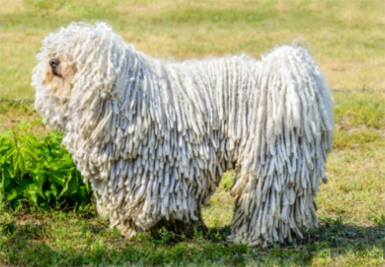 可蒙犬毛发怎么打理？感兴趣的可以了解一下~