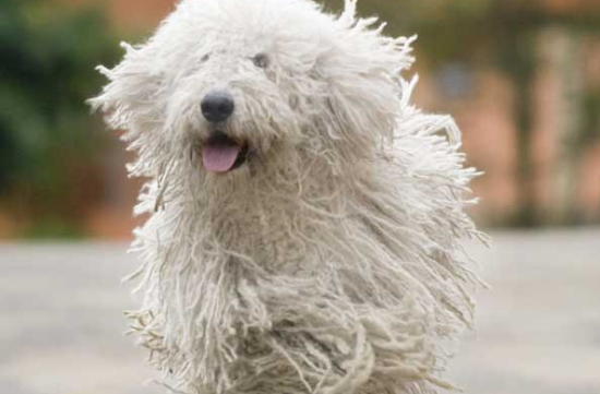可蒙犬怎么训练大小便？不知道的快看
