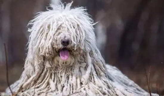 如何选购可蒙犬？这几个特征你需要了解