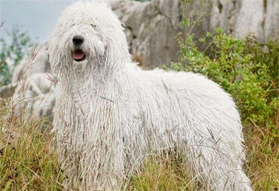 如何选购可蒙犬？