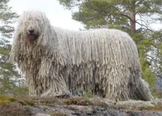 如何给可蒙犬剪指甲？这里有答案
