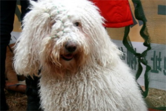 可蒙犬便秘怎么办？不要慌，治疗手册收藏一下！