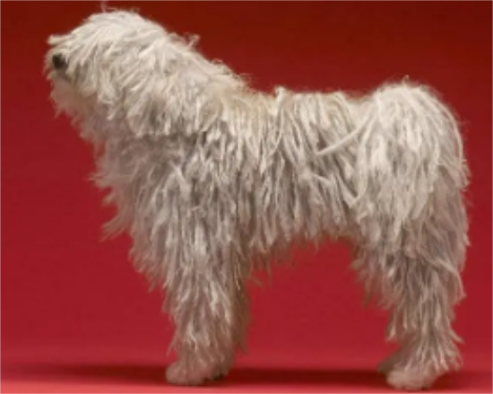 可蒙犬怎么训练召回？饲主来看看吧