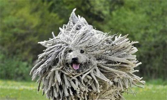 想知道可蒙犬便秘治疗方法？