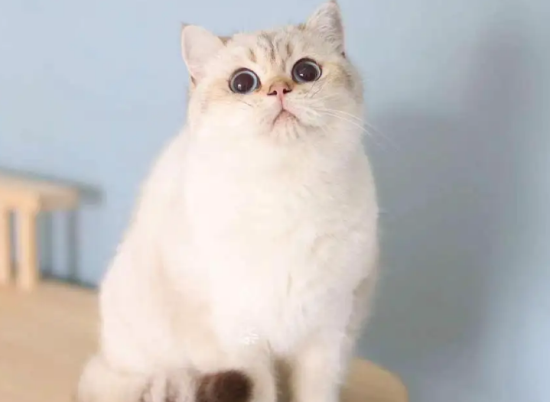 金点猫和渐层猫的区别