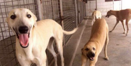 想知道灵缇犬捡东西的训练方法？快和我学吧~