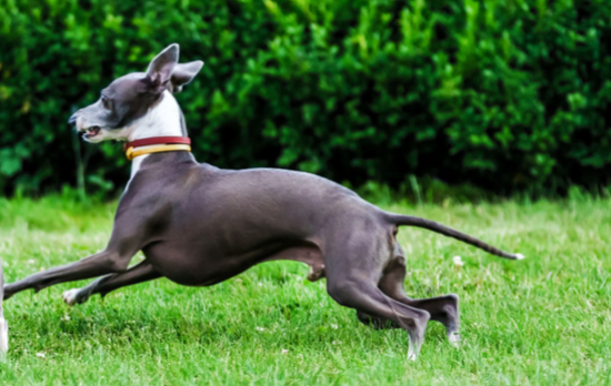 灵缇犬训练技巧有哪些