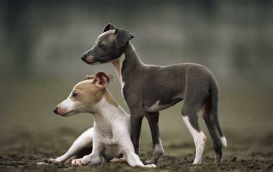 饲养灵缇犬必须知道的防疫与驱虫常识，快来了解一下！